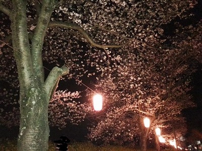 seki桜2.jpg