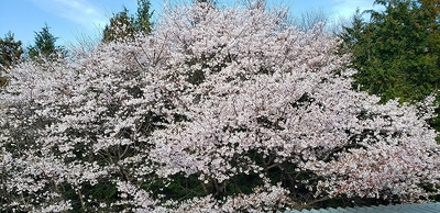 桜220401.jpg